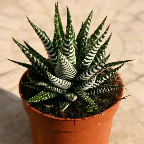 Tips for growing succulents 